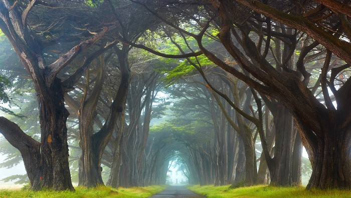 A tree-lined road in a misty forest