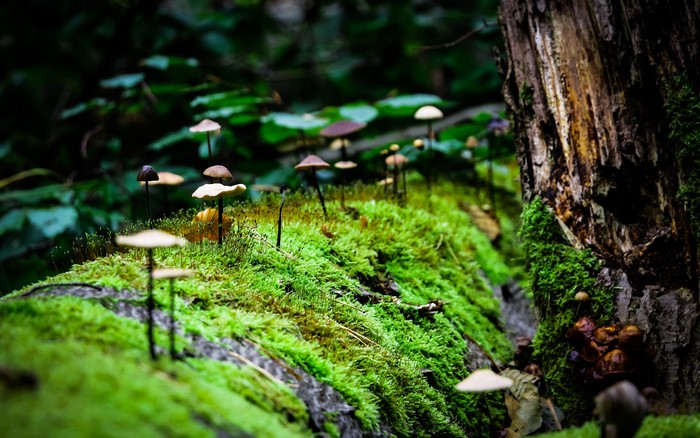 Mushrooms growing on mossy log in forest