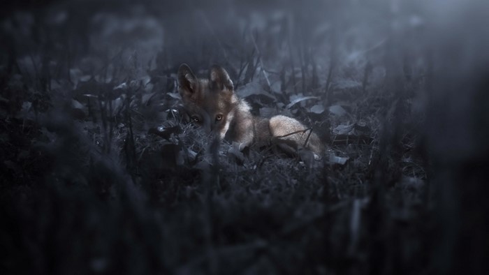 A fox cub lies in dark foliage