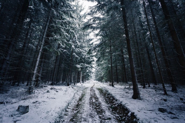 Winter forest road with snow