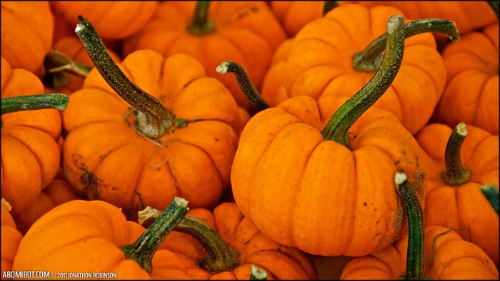 Pile of small orange pumpkins with green stems