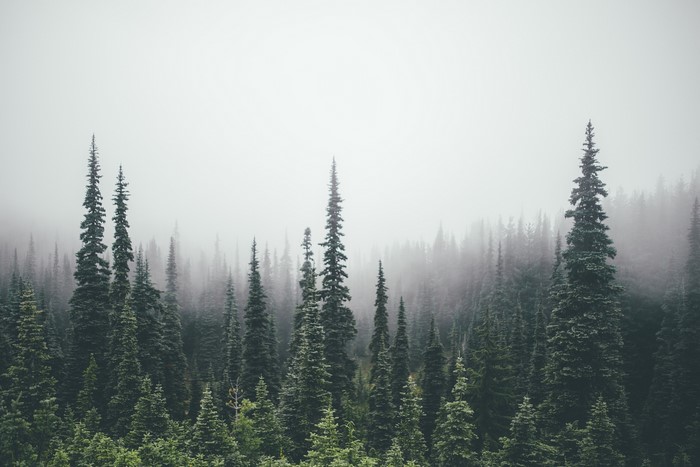 Pine trees in a foggy forest