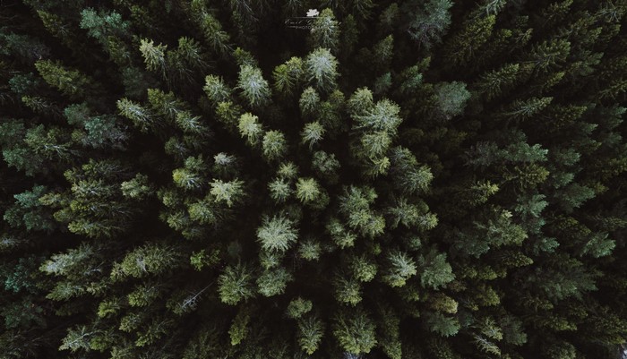 Aerial view of a dense forest