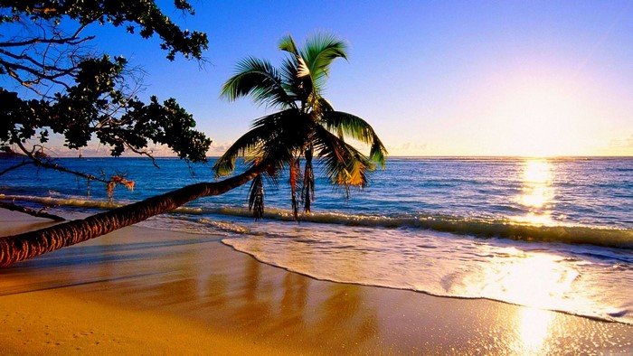 Sunset over the ocean with palm trees on the beach