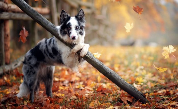 A dog leans on a wooden fence in autumn