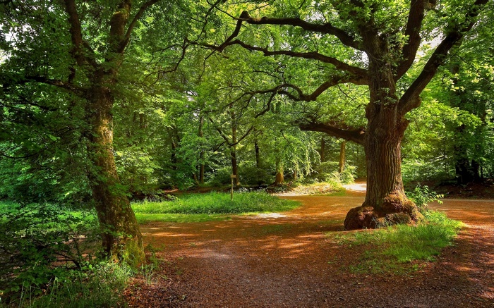 A sun-dappled forest path with large trees