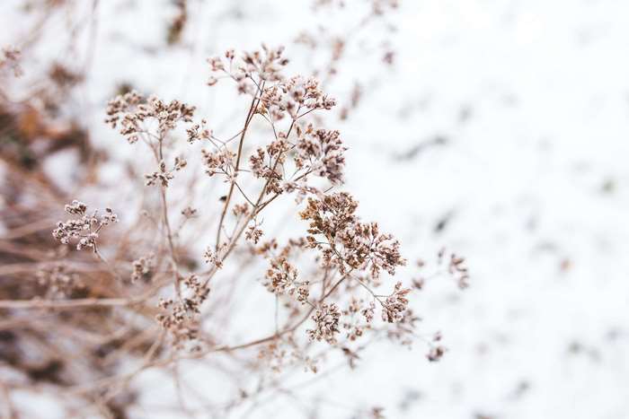 Dried flowers in the snow 4K