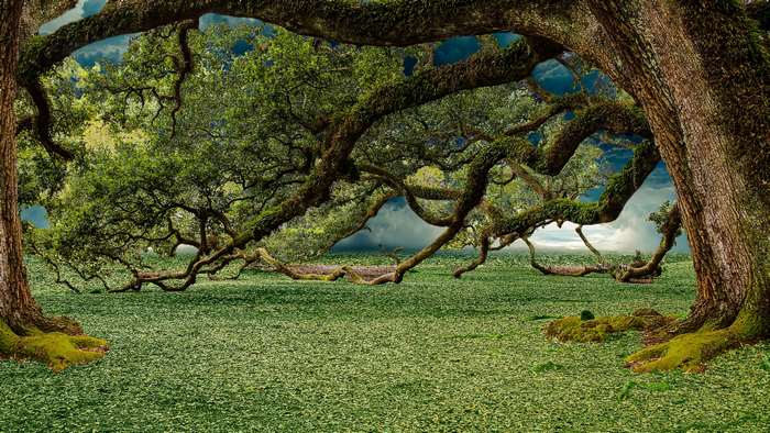 Green forest with large ancient oak trees and dense foliage