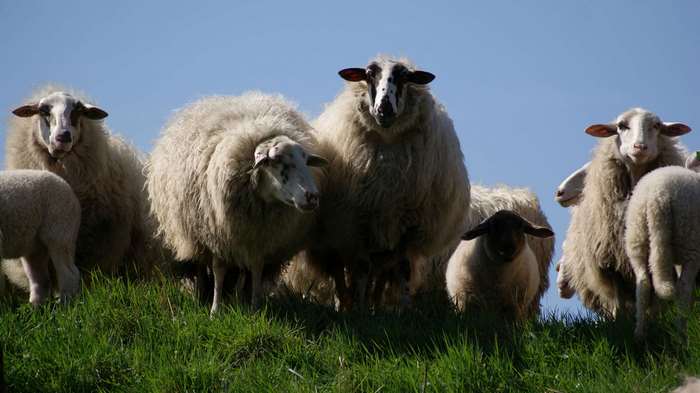 Flock of sheep on a grassy hill under a blue sky