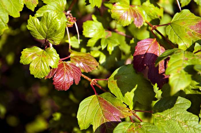Autumn leaves in a garden 4K