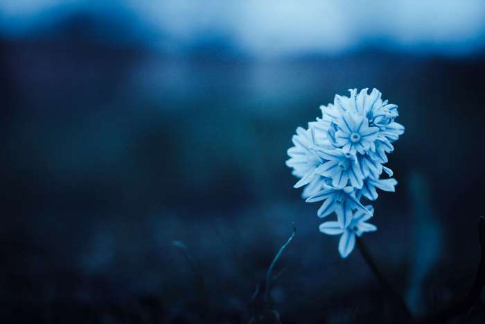 Blue flower in dark blue background