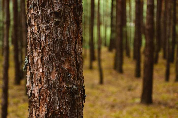 Close up of tree trunk in a forest