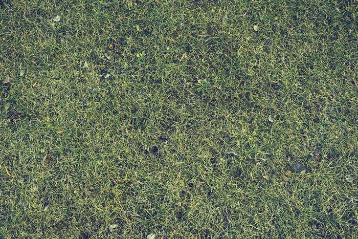 Grass texture 4K
