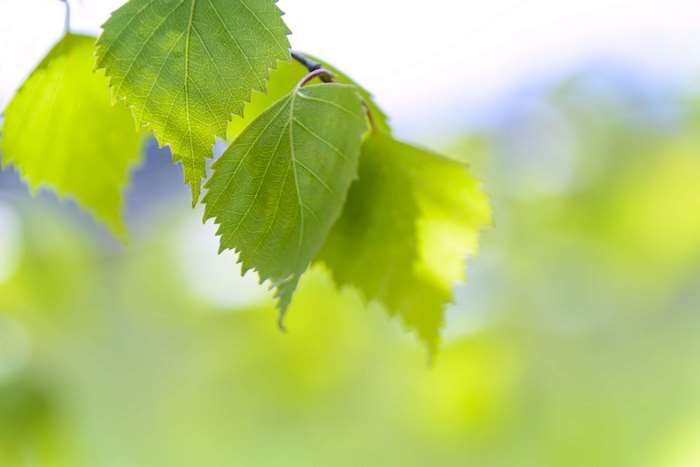 Close up of bright green leaves on a branch