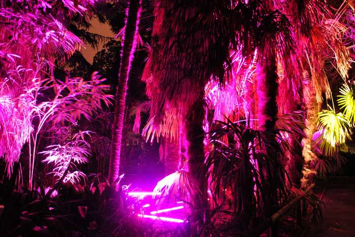 Palm trees illuminated with pink and yellow lights at night