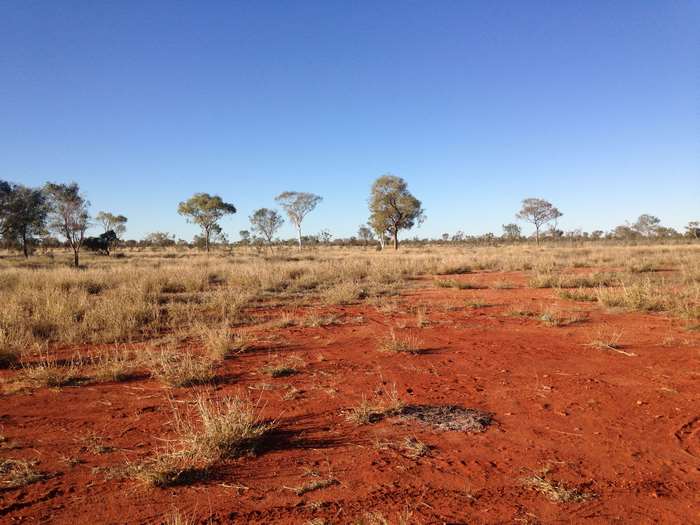 Outback landscape with red dirt and trees under blue sky