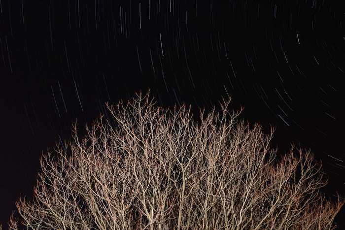 Star trails over bare tree branches at night 4K