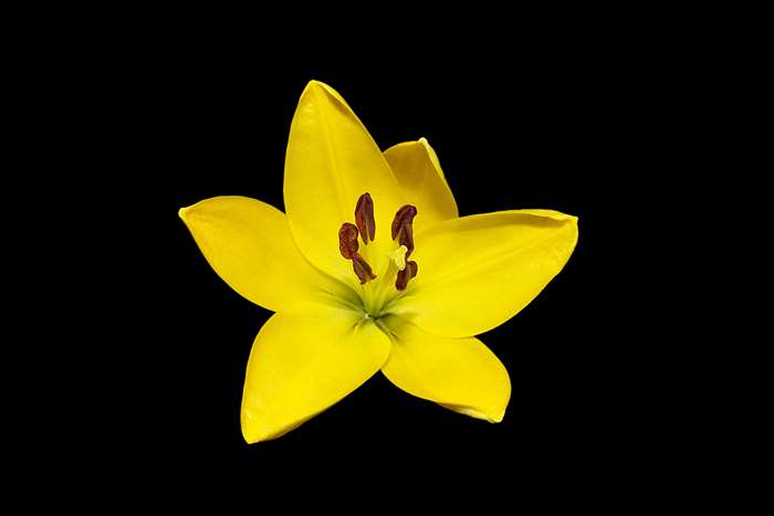 Yellow Lily Flower on Black Background 4K