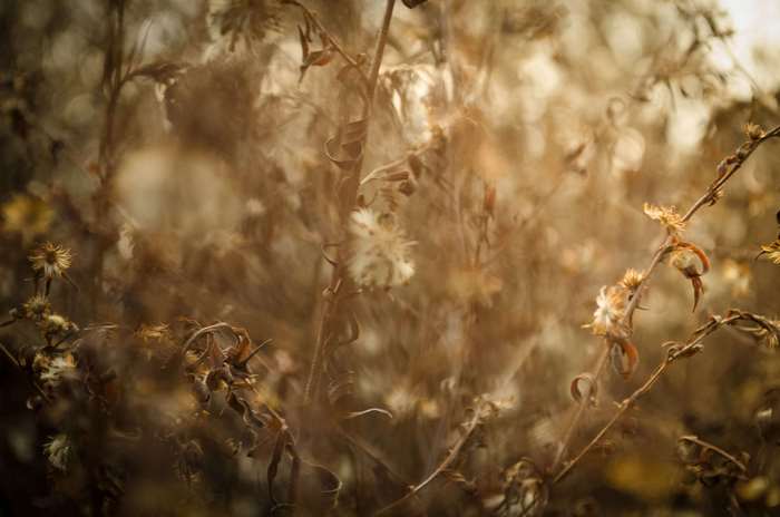 Dried wildflowers in Slovakia