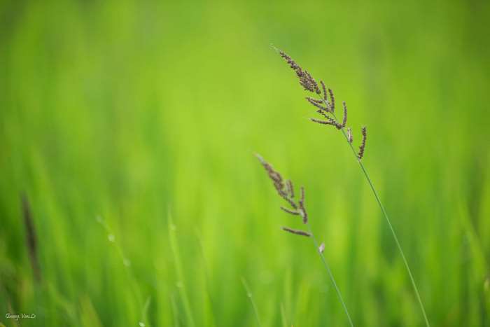 Two blades of grass in a field, Vietnam 4K