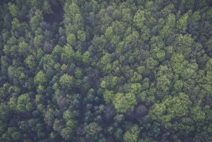 Birds eye view of a green forest with trees