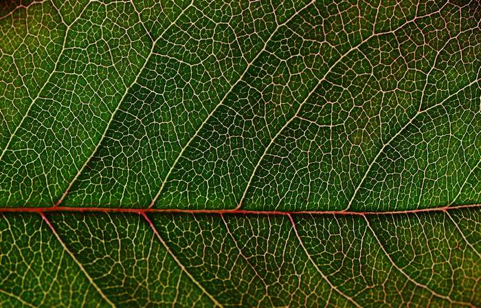 Close up of green leaf texture with veins 4K