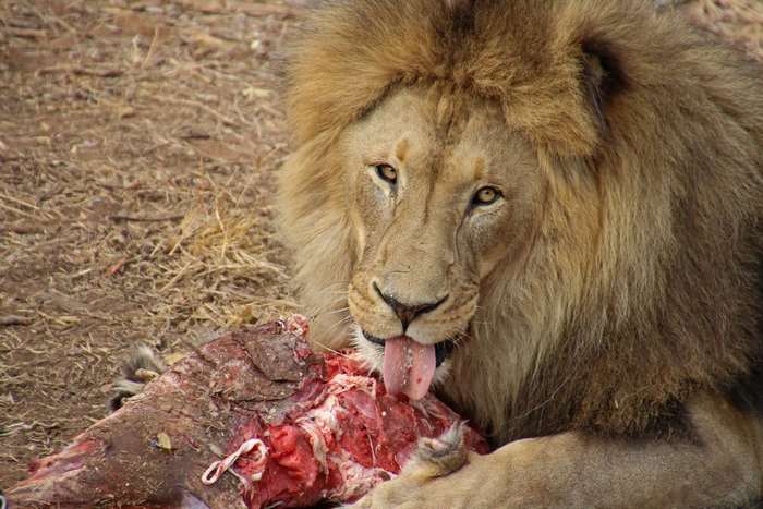 Lion eating meat with its tongue out