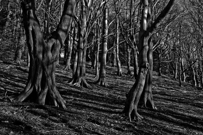 Dark forest with spooky trees and shadows 4K