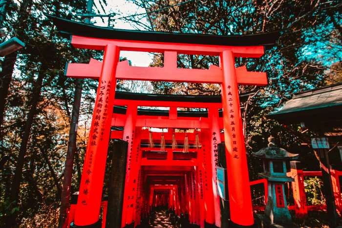 Red Torii Gates in a Japanese Forest