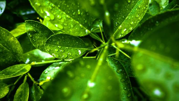 Green leaves with water droplets, macro nature photography 4K