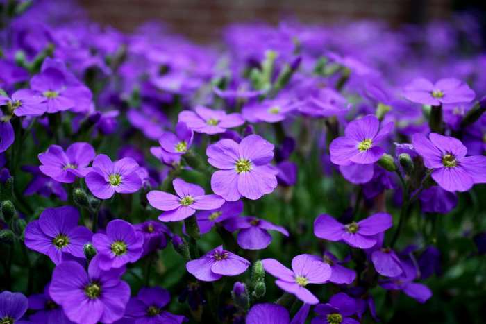 Close-up of purple Aubrieta flowers in bloom