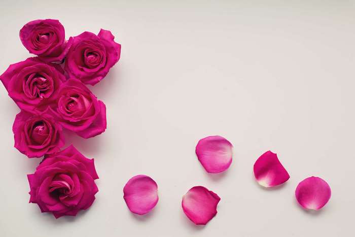 Pink Roses and Petals on White Background