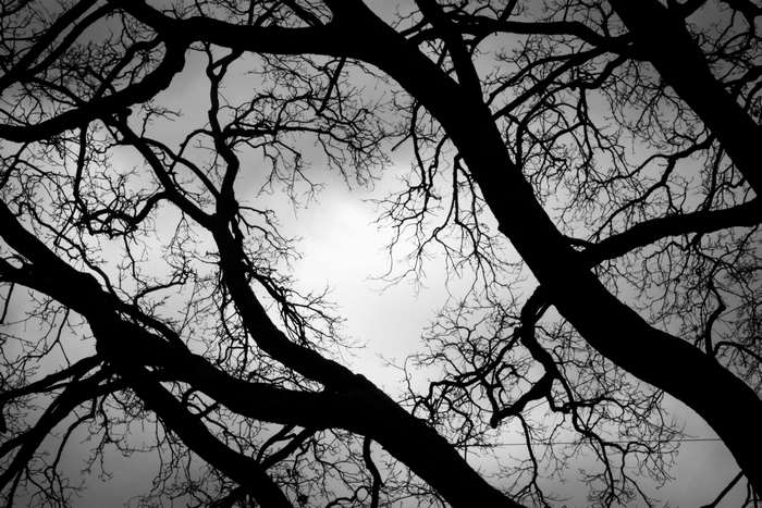 Silhouetted spooky trees against a cloudy sky
