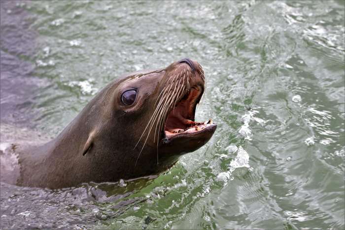 Sea lion swimming in the ocean