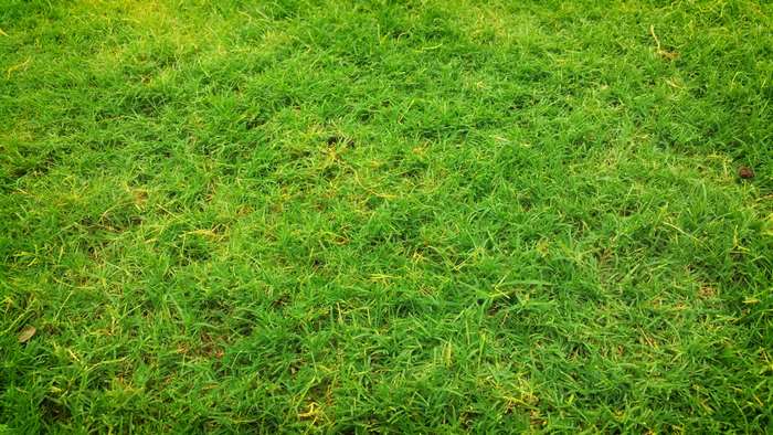 Green grass field 4K