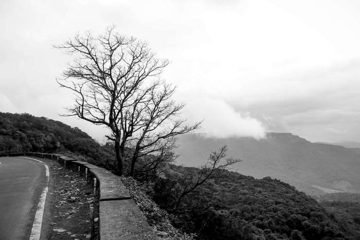 Black and white tree on a mountain road