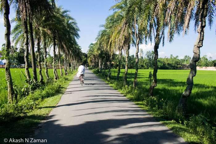 Beautiful 4K Village Road with Palm Trees in Bangladesh