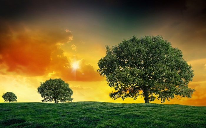 Three trees on a grassy hill at sunset