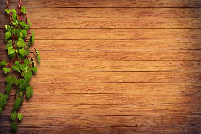Ivy plant hanging on a wooden wall 4K