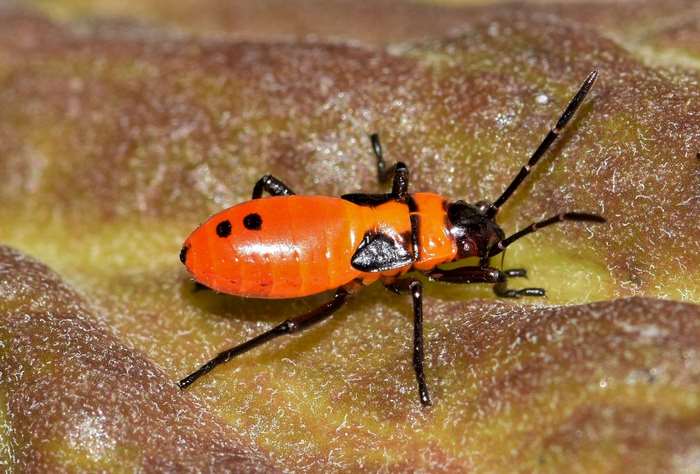 Close-up of a Large Milkweed Bug nymph