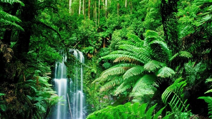 Waterfall in a dense green rainforest with ferns
