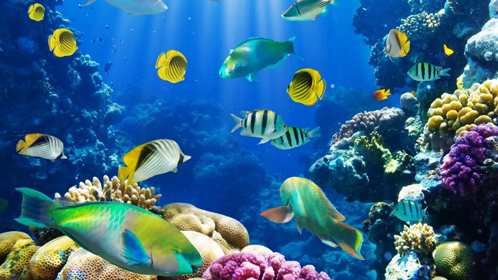 Underwater coral reef with various tropical fish
