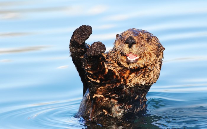 Sea Otter Floating and Waving in Water