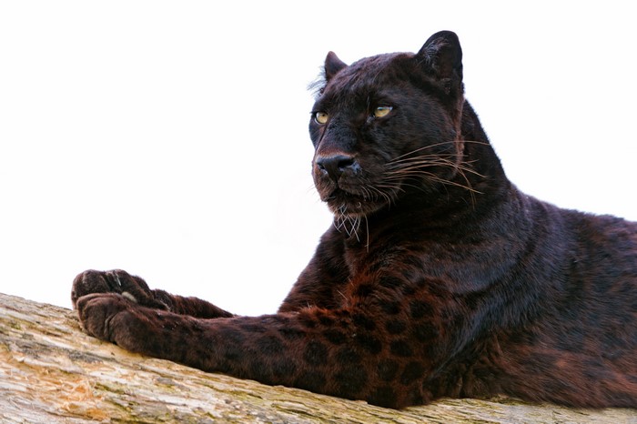 Black Panther lying on a tree branch