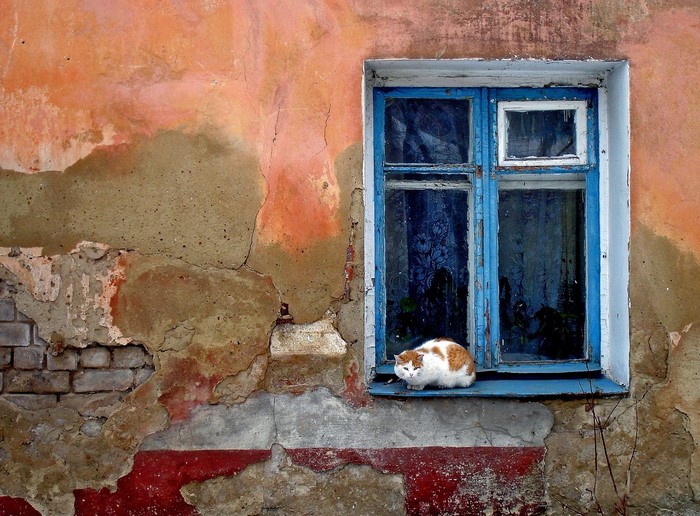 Cat on a windowsill in front of a weathered wall