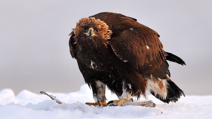 Golden Eagle in Flight with Spread Wings