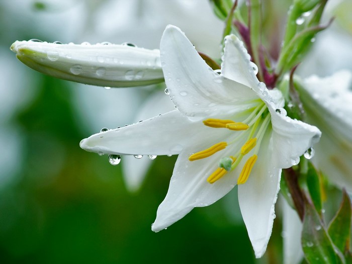 White lily flower with water drops