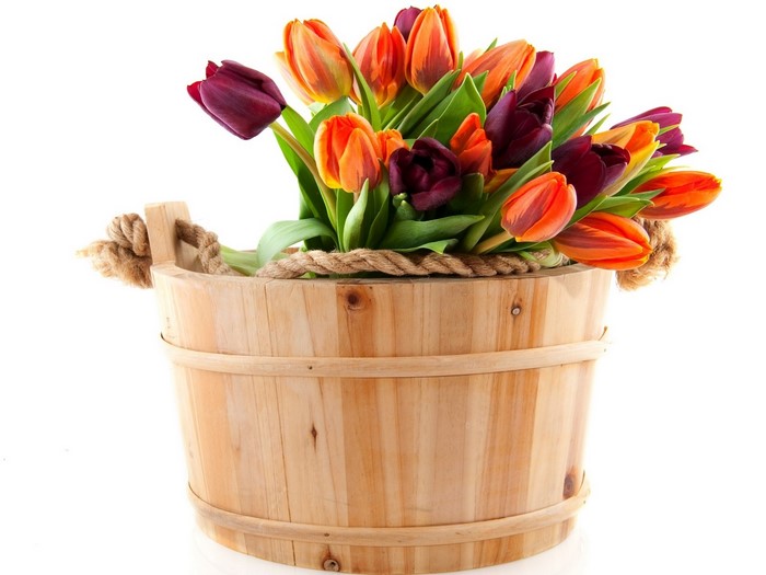 Wooden bucket with orange and purple tulips