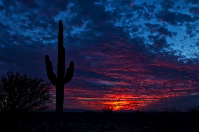 Saguaro cactus silhouetted against a vibrant desert sunset in Arizona