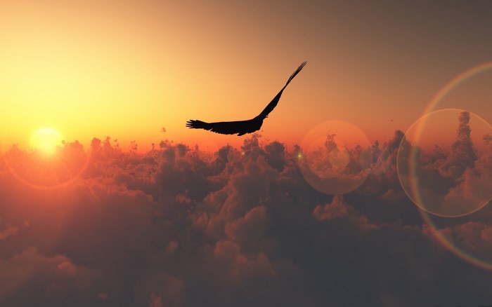 Silhouette of a bird flying over clouds at sunset
